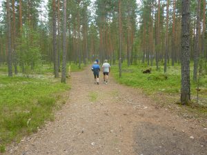 Flotte stier på Hensmoen